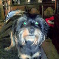 Denise Fruitt, DVM ico