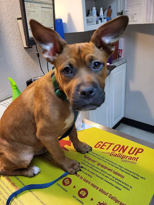 Denise Fruitt, DVM Picture 3