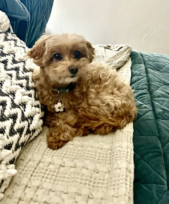 Holistic Pet Care Center of Oklahoma Picture 1