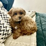 Holistic Pet Care Center of Oklahoma