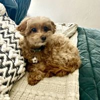 Holistic Pet Care Center of Oklahoma ico