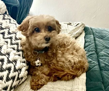 Holistic Pet Care Center of Oklahoma