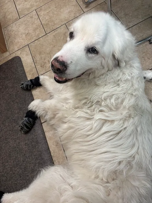 Holistic Pet Care Center of Oklahoma Picture 3