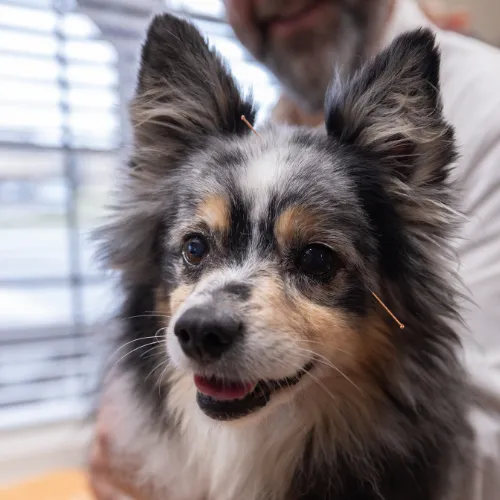 Holistic Pet Care Center of Oklahoma Picture 6