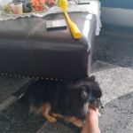 Banfield Pet Hospital