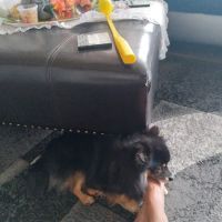 Banfield Pet Hospital ico