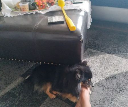 Banfield Pet Hospital