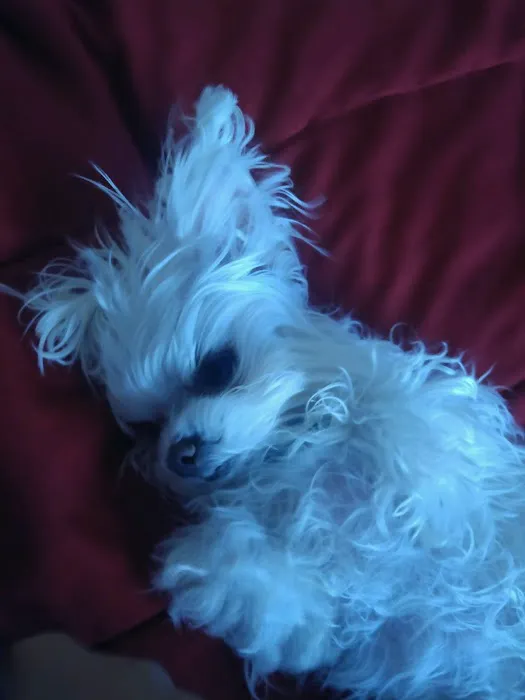 Banfield Pet Hospital Picture 3