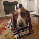 Midwest Veterinary Hospital