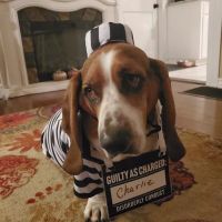 Midwest Veterinary Hospital ico