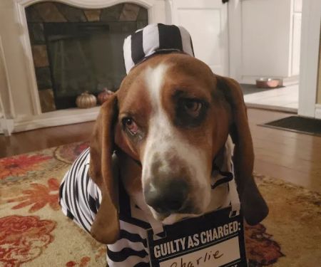 Midwest Veterinary Hospital