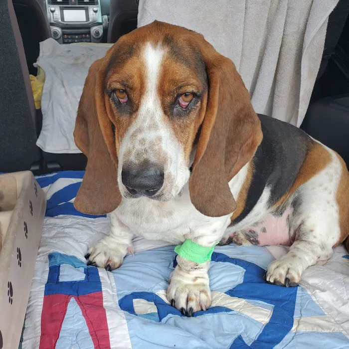 Midwest Veterinary Hospital Picture 3