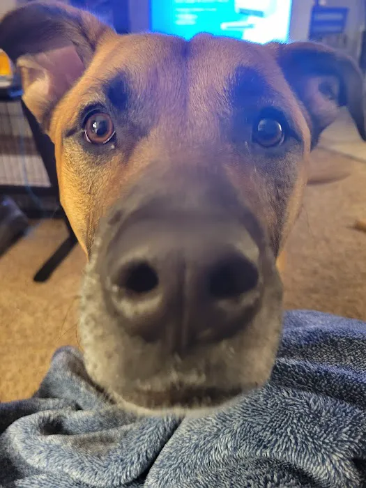 Midwest Veterinary Hospital Picture 5