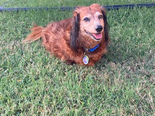 Midwest Veterinary Hospital Picture 4