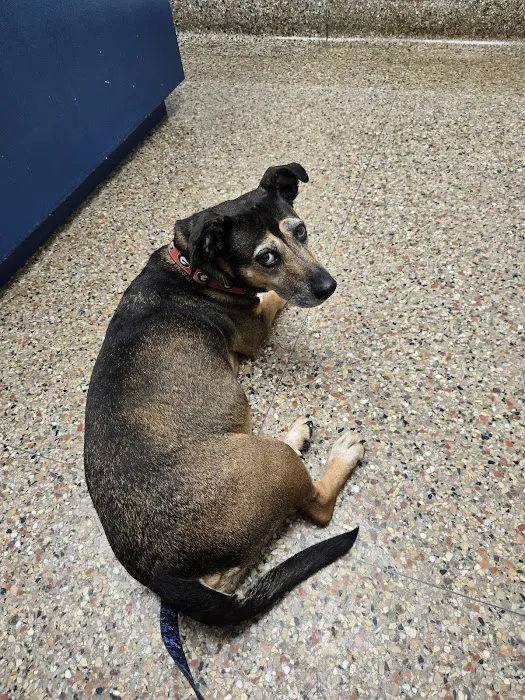 Midwest Veterinary Hospital Picture 8