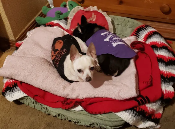 Midwest Veterinary Hospital: Toombs-Brazer Trena DVM Picture 1