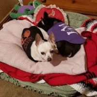 Midwest Veterinary Hospital: Toombs-Brazer Trena DVM ico