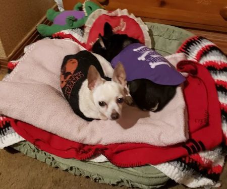 Midwest Veterinary Hospital: Toombs-Brazer Trena DVM