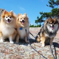 Tinker Veterinary Treatment Facility ico