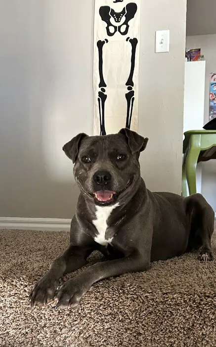 Air Depot Animal Hospital Picture 1