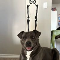 Air Depot Animal Hospital ico