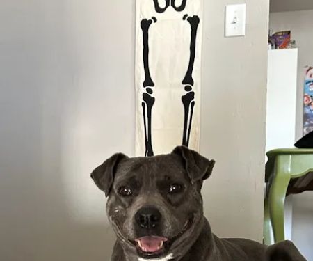 Air Depot Animal Hospital