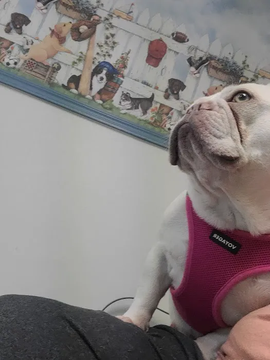 Air Depot Animal Hospital Picture 2