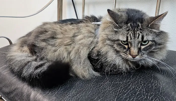 Air Depot Animal Hospital Picture 3