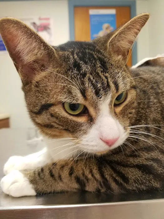 Air Depot Animal Hospital Picture 9