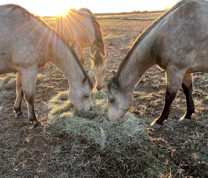 Cedar Creek Veterinary Clinic Picture 7