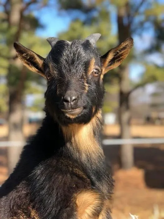 Cedar Creek Veterinary Clinic Picture 10