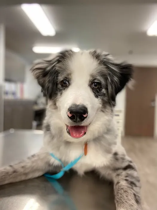 Sooner Veterinary Hospital Picture 5