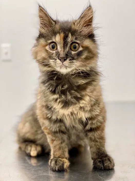 Sooner Veterinary Hospital Picture 7