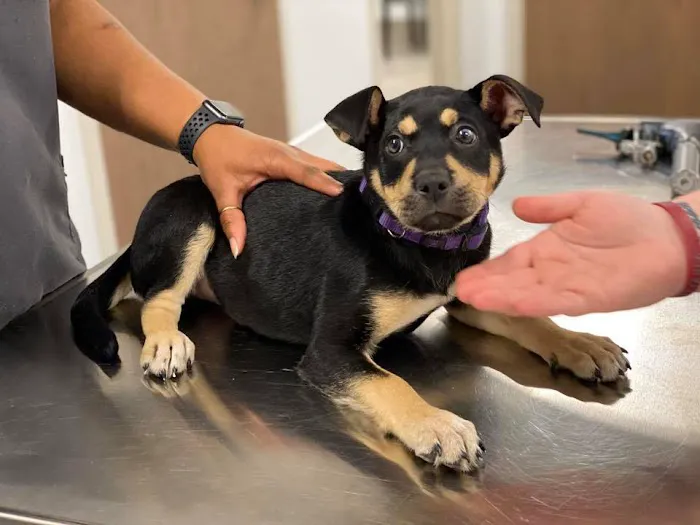 Sooner Veterinary Hospital Picture 8