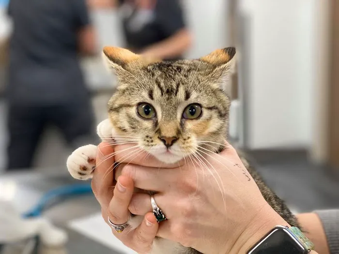 Sooner Veterinary Hospital Picture 3