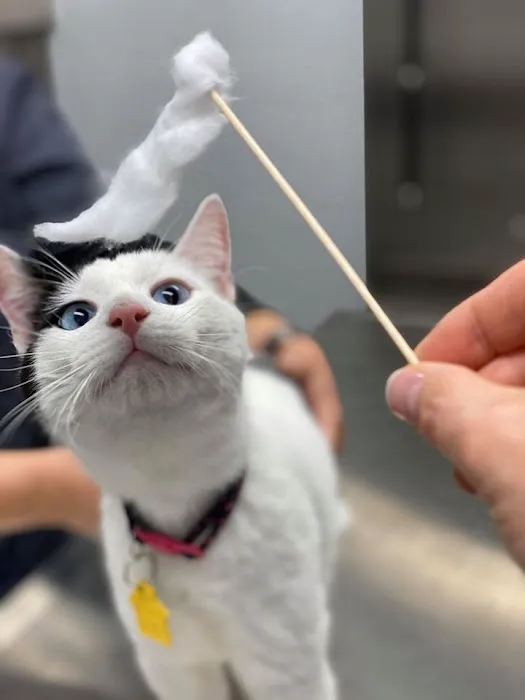 Sooner Veterinary Hospital Picture 10