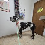 Alameda Animal Hospital