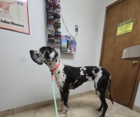 Alameda Animal Hospital