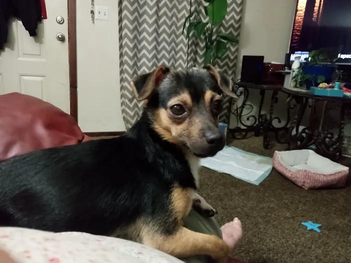 Alameda Animal Hospital Picture 2