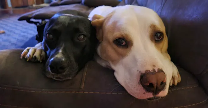 Alameda Animal Hospital Picture 8