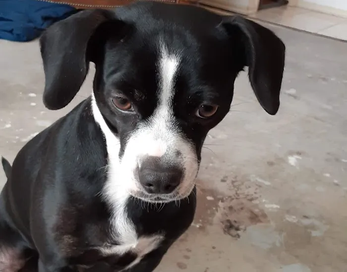 Alameda Animal Hospital: Eskew Gary DVM Picture 2