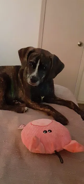 Alameda Animal Hospital: Eskew Gary DVM Picture 4