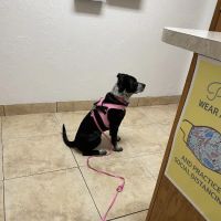 Alameda Animal Hospital: Eskew Gary DVM ico