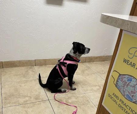 Alameda Animal Hospital: Eskew Gary DVM