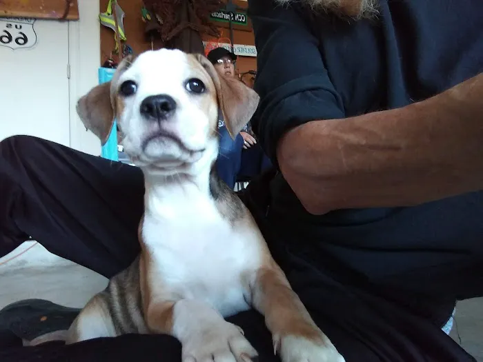 Alameda Animal Hospital: Eskew Gary DVM Picture 8