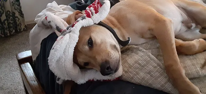 Alameda Animal Hospital: Eskew Gary DVM Picture 7