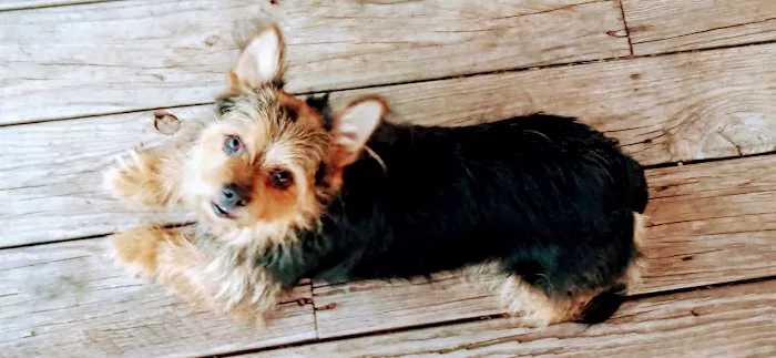 Noble Animal Clinic Picture 1