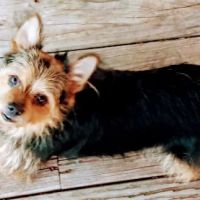 Noble Animal Clinic ico