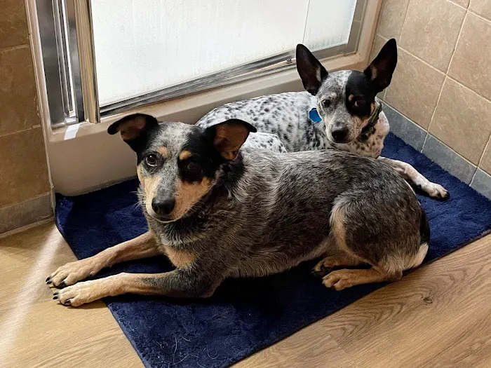 University Animal Hospital Picture 3