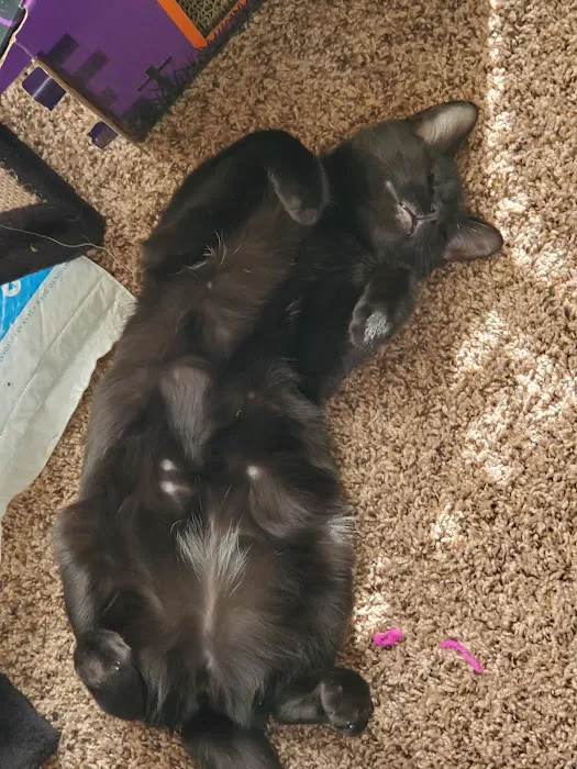 University Animal Hospital Picture 4